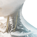 The gammacore device stimulates the vagus nerve which is found on either side of the neck
