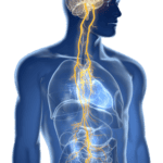 vagus nerve