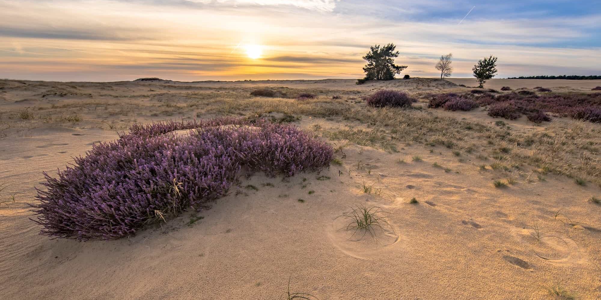 Soothing landscape scenery of heathland